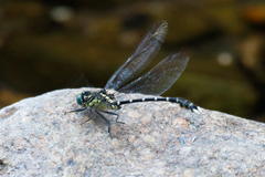 Hemigomphus heteroclytus