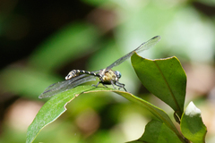 Hemigomphus heteroclytus