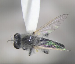 Holopogon seniculus