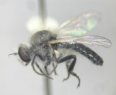 Holopogon seniculus