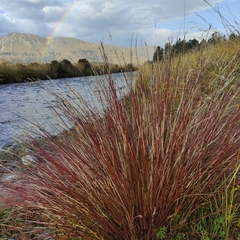 Schoenus pauciflorus