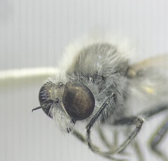 Holopogon seniculus