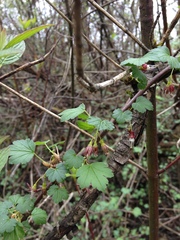 Ribes divaricatum