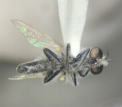 Holopogon seniculus