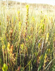 Orthocarpus luteus