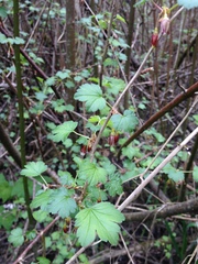 Ribes divaricatum