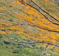 Eschscholzia californica californica