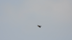 Pernis ptilorhynchus