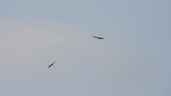 Pernis ptilorhynchus