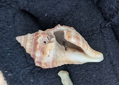 Muricoidea
