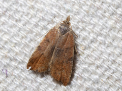 Tortricopsis euryphanella