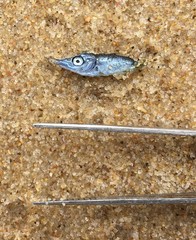 Macroramphosus
