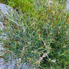 Stillingia linearifolia