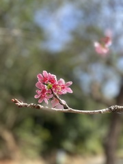 Prunus campanulata