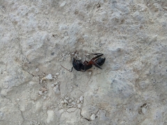 Camponotus sanctus