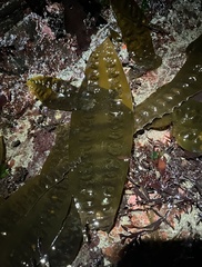 Saccharina latissima