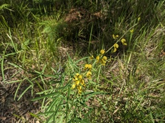 Crotalaria lanceolata
