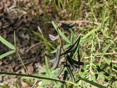 Crotalaria lanceolata