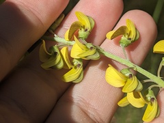 Crotalaria lanceolata