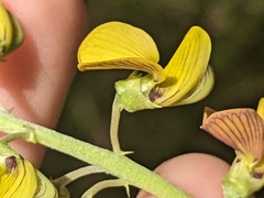 Crotalaria lanceolata
