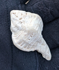 Muricoidea