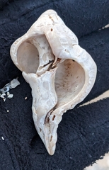 Muricoidea