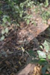 Leucauge argyrobapta