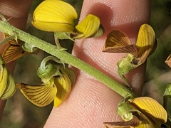 Crotalaria lanceolata