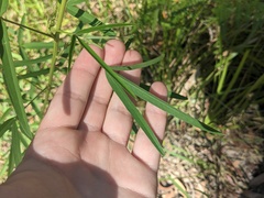 Crotalaria lanceolata