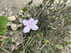 Rhododendron farrerae