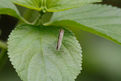 Catopyrops florinda