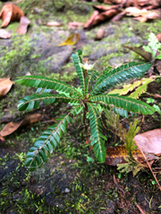 Biophytum dendroides