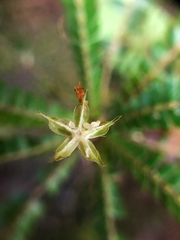 Biophytum dendroides