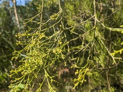 Exocarpos cupressiformis