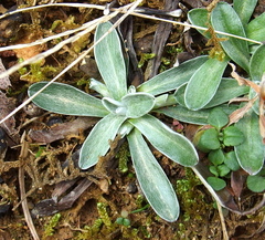 Pseudognaphalium affine