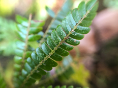Biophytum dendroides