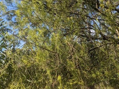 Exocarpos cupressiformis