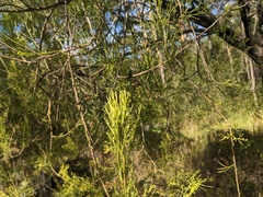 Exocarpos cupressiformis