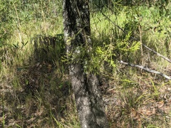 Exocarpos cupressiformis