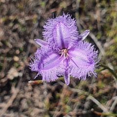 Thysanotus tuberosus