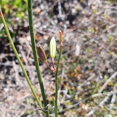 Thysanotus tuberosus