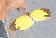 Eurema hecabe