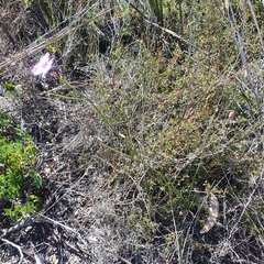 Thysanotus tuberosus
