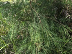 Allocasuarina torulosa
