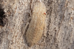 Ledromorpha