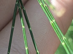 Allocasuarina torulosa