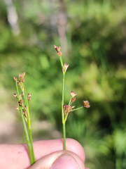 Juncus alpinoarticulatus