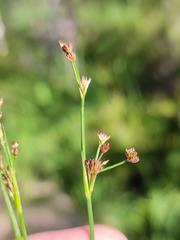 Juncus alpinoarticulatus