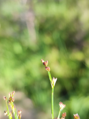 Juncus alpinoarticulatus