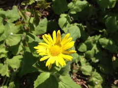 Doronicum